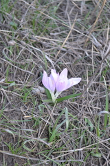 Colchicum bulbocodium versicolor