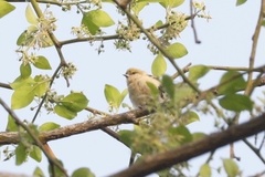 Anthoscopus punctifrons