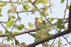 Anthoscopus punctifrons