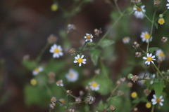 Perityle microglossa