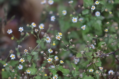 Perityle microglossa