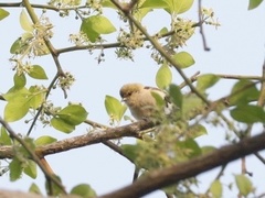 Anthoscopus punctifrons