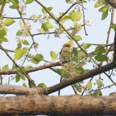 Anthoscopus punctifrons