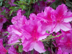 Rhododendron molle