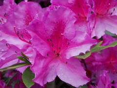Rhododendron molle