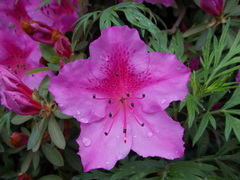 Rhododendron molle