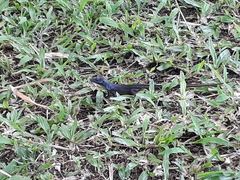 Emoia nigra