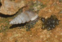 Cochlostoma