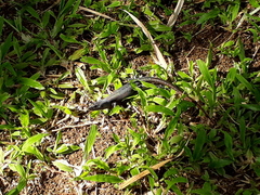 Emoia nigra