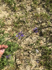 Lavandula multifida image