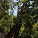 Ficus talbotii - Photo (c) Shiwalee Samant, algunos derechos reservados (CC BY-NC), subido por Shiwalee Samant
