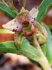 Epipactis helleborine tremolsii