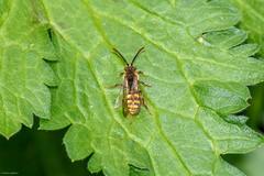 Nomada leucophthalma