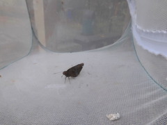 Erionota hiraca apicalis