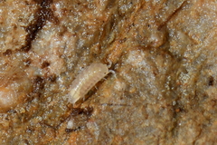 Trichoniscus pygmaeus