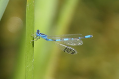 Coenagrion caerulescens