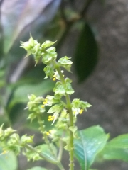 Ocimum campechianum