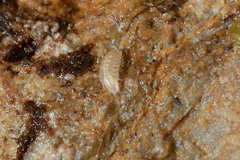 Trichoniscus pygmaeus