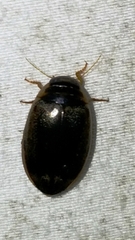 Thermonectus basillaris
