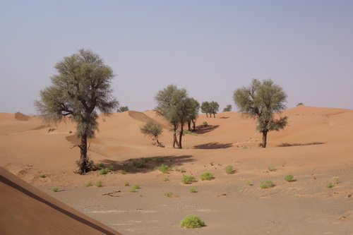 Image of Prosopis cineraria by (c) Thibaud Aronson, some rights reserved (CC BY-SA)