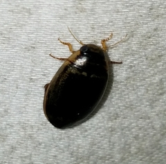 Thermonectus basillaris