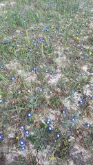 Convolvulus tricolor