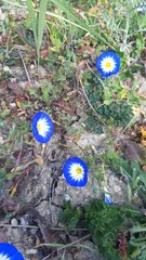 Convolvulus tricolor