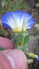 Convolvulus tricolor