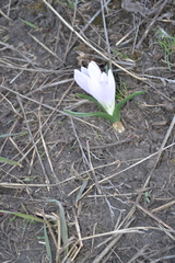 Colchicum bulbocodium versicolor