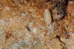 Trichoniscus pygmaeus