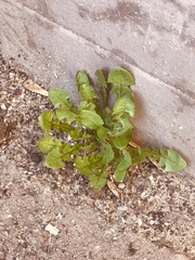 Taraxacum officinale