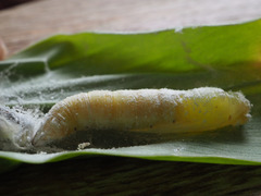 Erionota hiraca apicalis