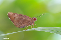 Erionota hiraca apicalis