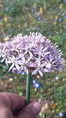 Allium nigrum