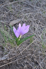 Colchicum bulbocodium versicolor