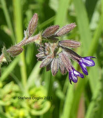 Anchusa hybrida