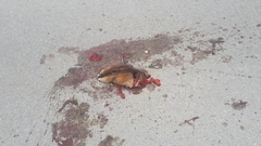 Ondatra zibethicus zibethicus