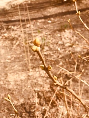 Syringa vulgaris