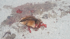 Ondatra zibethicus zibethicus