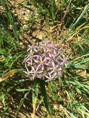 Allium nigrum image