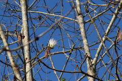 Pseudobombax ellipticum