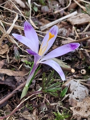 Crocus heuffelianus scepusiensis