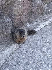 Marmota flaviventris