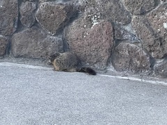 Marmota flaviventris