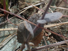 Caulanthus amplexicaulis barbarae