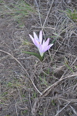 Colchicum bulbocodium versicolor