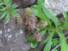 Sedum cepaea