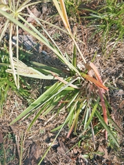 Eustachys distichophylla