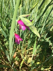 Gladiolus communis