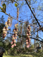 Stachyurus
